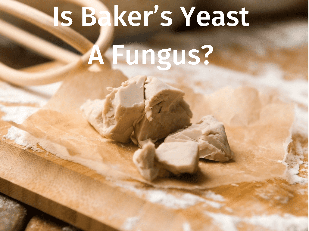 Is Baker's Yeast a Fungus?